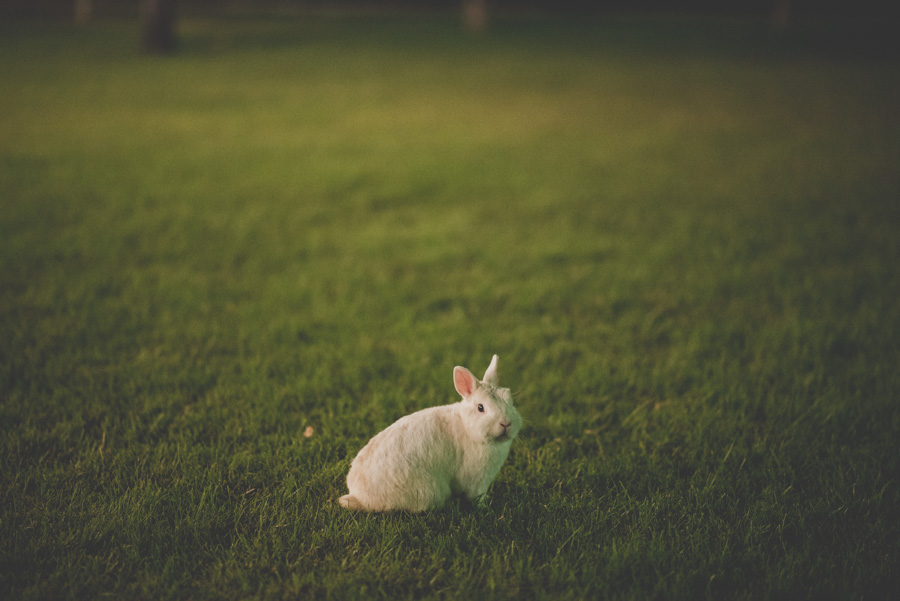 Boda en Cobertizo Viejo. Fotografías de Boda en el Cobertizo Viejo, Granada, La Zubia. Elena y Rafa boda-en-cobertizo-viejo-fotografias-de-boda-en-el-cobertizo-viejo-granada-la-zubia-elena-y-rafa-95
