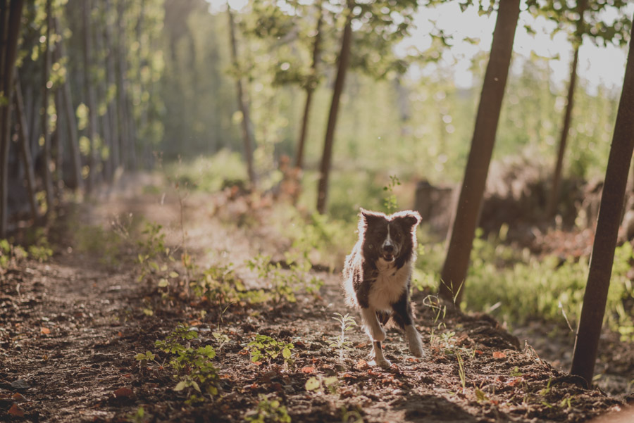 Reportaje de Pareja en el entorno de la Vega de Granada. Carla y Pedro. Fran Ménez Fotógrafo en Granada 12