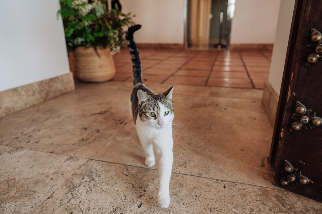 Boda-civil-en-el-Senorio-de-Nevada.-Maria-y-Daniel-por-Fran-Menez-Fotografo-196